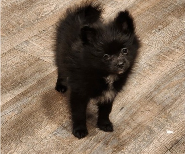 Medium Photo #5 Pomeranian Puppy For Sale in MADISON HEIGHTS, VA, USA