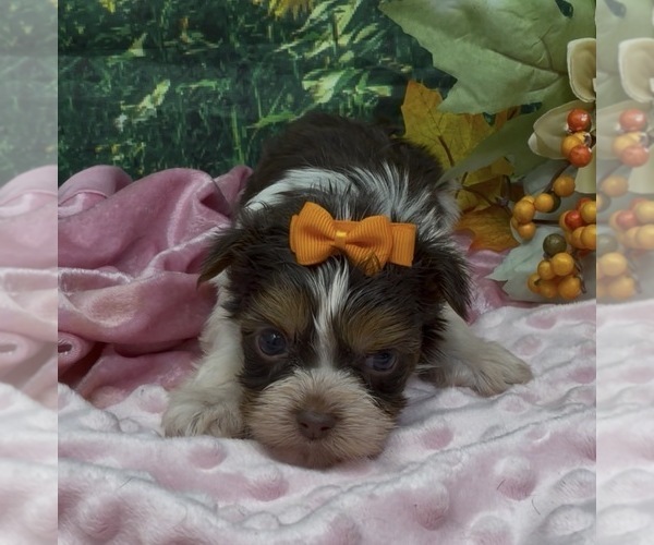 Medium Photo #3 Shorkie Tzu Puppy For Sale in SELLERSBURG, IN, USA