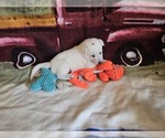Small #3 German Shepherd Dog
