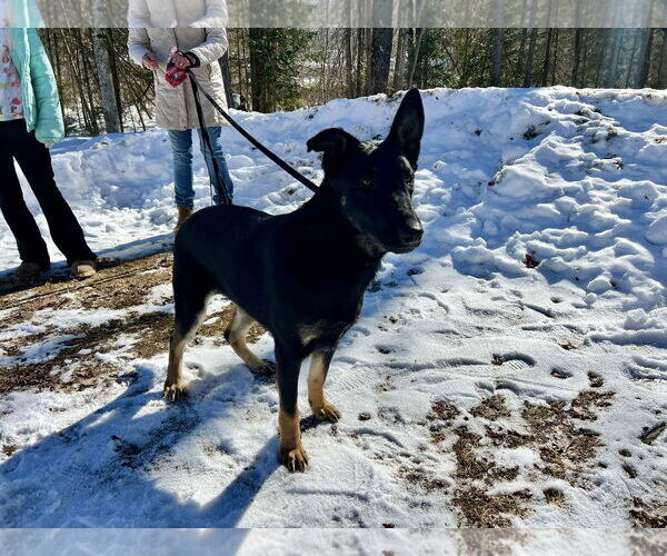 Medium Photo #9 German Shepherd Dog Puppy For Sale in Sebec, ME, USA