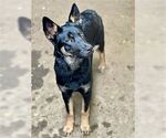 Small #1 Australian Kelpie Mix