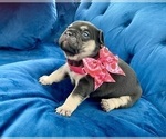 Small Photo #15 French Bulldog Puppy For Sale in ENCINO, CA, USA