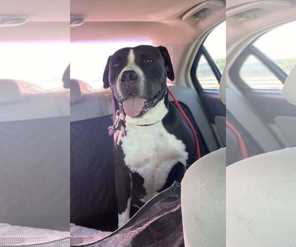 Medium Photo #8 American Pit Bull Terrier-Unknown Mix Puppy For Sale in Visalia, CA, USA