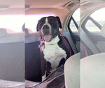 Small #7 American Pit Bull Terrier Mix