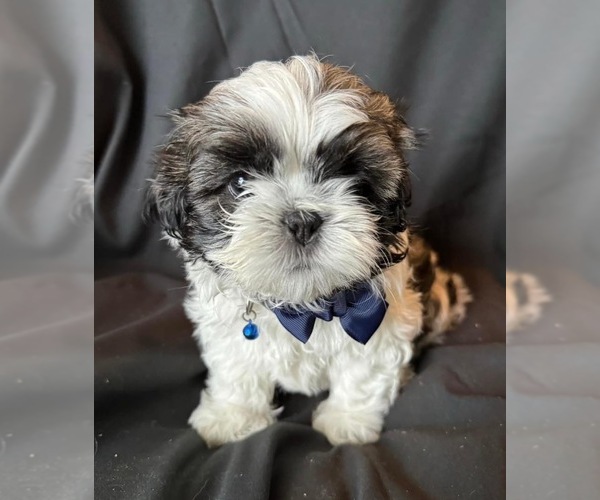 Medium Photo #7 Shih Tzu Puppy For Sale in OCALA, FL, USA