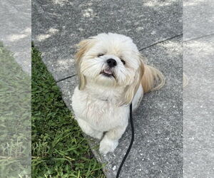 Medium Shih Tzu