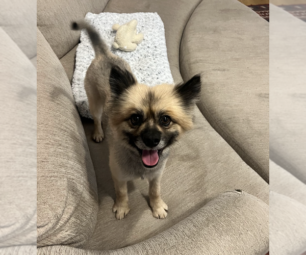 Medium Photo #1 Pomeranian-Unknown Mix Puppy For Sale in Brooklyn, NY, USA