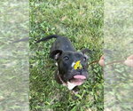 Small #51 American Pit Bull Terrier Mix