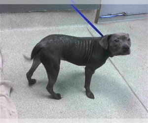 American Staffordshire Terrier-Unknown Mix Dogs for adoption in Tallahassee, FL, USA