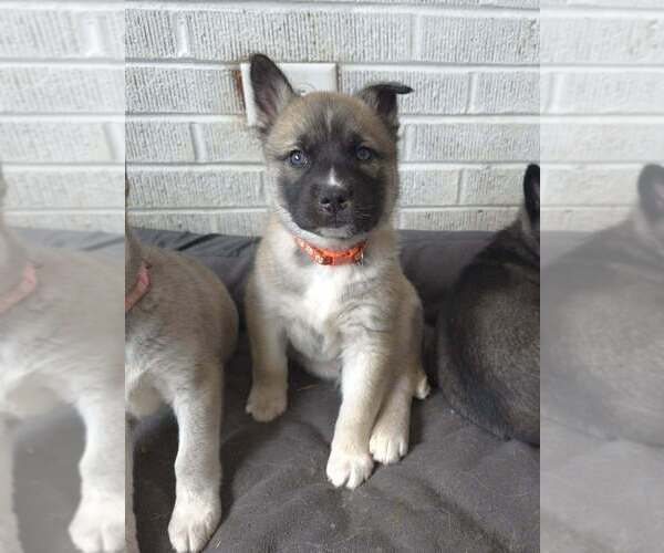 Medium Photo #2 Siberian Husky-Unknown Mix Puppy For Sale in Raleigh, NC, USA