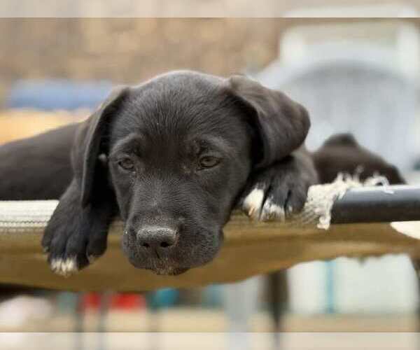 Medium Photo #3 Mutt Puppy For Sale in Candler, NC, USA