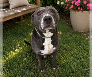 BENNY - Male American Pit Bull Terrier-Unknown Mix Dog for Adoption - Photo #4