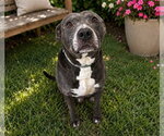 Small Photo #4 American Pit Bull Terrier-Unknown Mix Puppy For Sale in Ocala, FL, USA