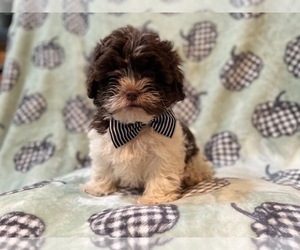 ShihPoo Puppy for sale in LAKELAND, FL, USA