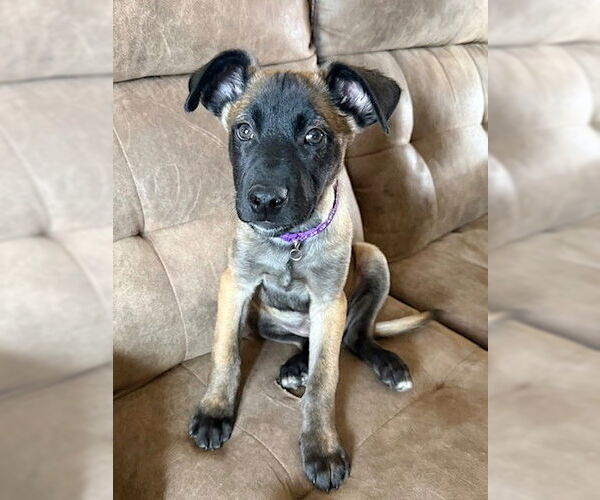 Medium Photo #3 Mutt Puppy For Sale in Genesee, WI, USA