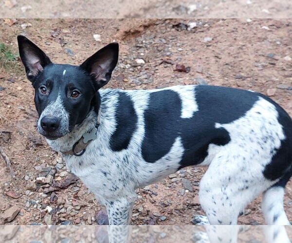 Medium Photo #3 Mutt Puppy For Sale in Boston, MA, USA
