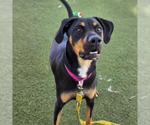 Rottweiler-Unknown Mix Dogs for adoption in Las Vegas, NV, USA