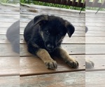 Small #2 German Shepherd Dog