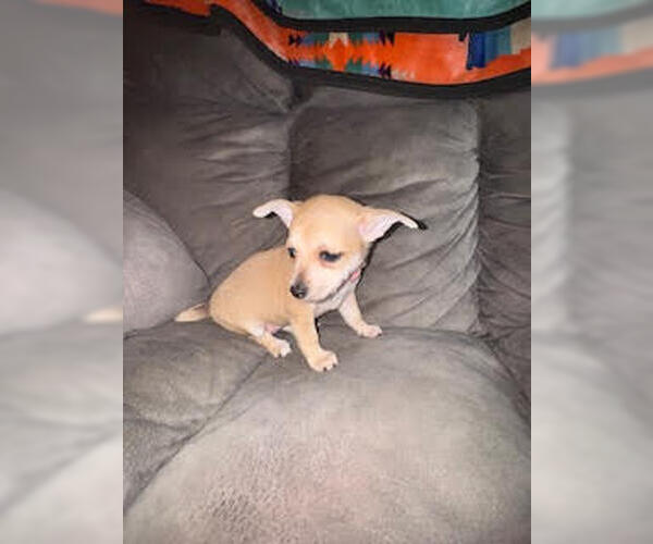 Medium Photo #4 Chihuahua-Unknown Mix Puppy For Sale in Brooklyn Center, MN, USA