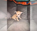Small #3 Chihuahua Mix