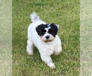 Shih Tzu Dogs for adoption in FRAMINGHAM, MA, USA