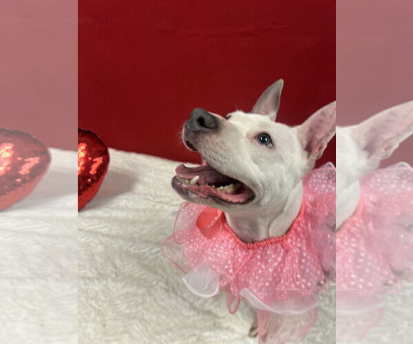 Medium Photo #3 Mutt Puppy For Sale in Euless, TX, USA