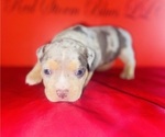 Small Photo #2 American Bully Puppy For Sale in TRENTON, NJ, USA