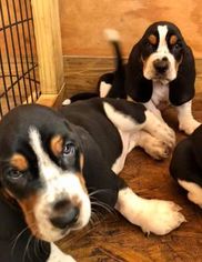 Basset Hound Puppy for sale in WHITE OAK, NC, USA