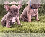 Small Photo #10 French Bulldog Puppy For Sale in FAYETTEVILLE, GA, USA