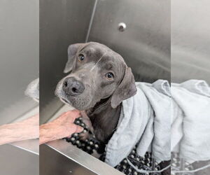 Mutt Dogs for adoption in Murfreesboro, NC, USA