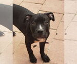 Small American Pit Bull Terrier Mix