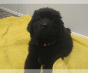 Newfoundland Puppy for sale in POCATELLO, ID, USA