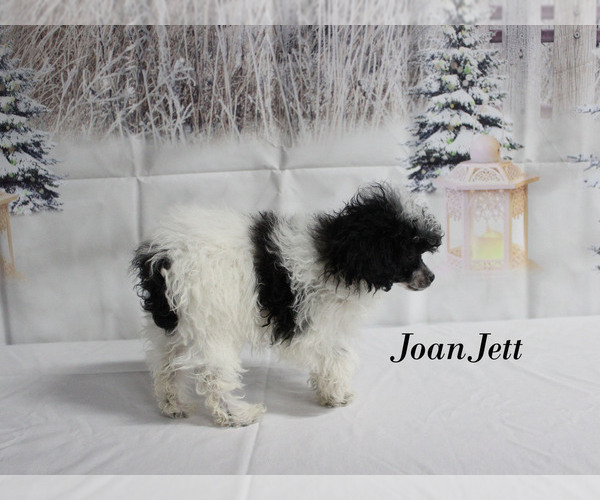 Medium Photo #23 Poodle (Toy) Puppy For Sale in CHANUTE, KS, USA