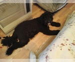 Small Photo #1 Sheepadoodle Puppy For Sale in WARSAW, VA, USA