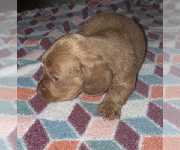 Medium Photo #3 Dachshund Puppy For Sale in CROSSVILLE, TN, USA