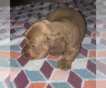 Small #2 Dachshund