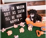 Small Photo #4 Maltipoo Puppy For Sale in INDEPENDENCE, MO, USA
