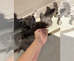 Litter of puppy - Male French Bulldog Puppy for Sale - Small photo