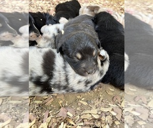 Australian Shepherd Puppy for sale in MEHERRIN, VA, USA