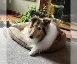 Small #1 Collie