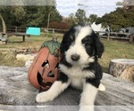 Small Photo #1 Aussiedoodle Puppy For Sale in MIDDLETOWN, OH, USA