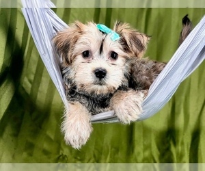 Morkie Puppy for Sale in NAPLES, Florida USA