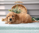 Small Photo #8 Golden Retriever Puppy For Sale in WOLCOTTVILLE, IN, USA