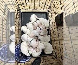 Dogo Argentino Puppy for sale in SAN DIEGO, CA, USA