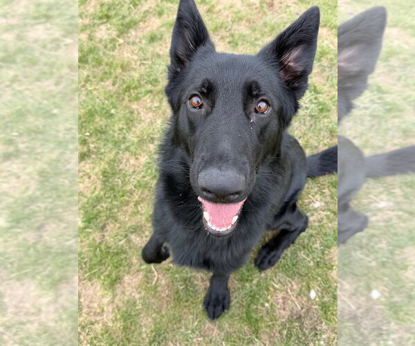 Medium Photo #2 German Shepherd Dog Puppy For Sale in Pierceton , IN, USA