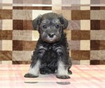 Small #2 Schnauzer (Miniature)