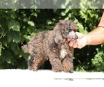 Small #16 Poodle (Miniature)