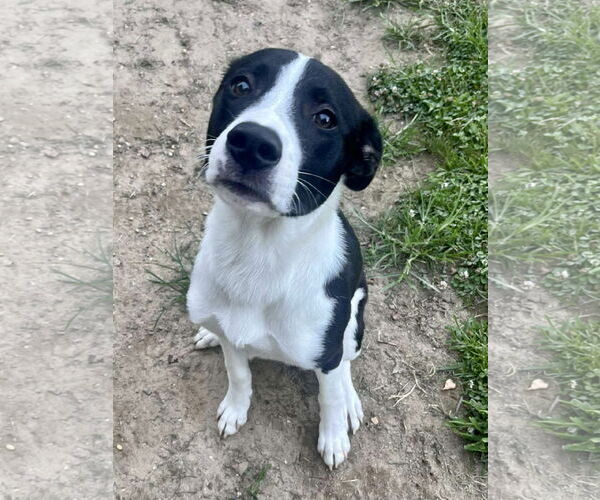 Medium Photo #15 Border Collie-Unknown Mix Puppy For Sale in Mount Laurel, NJ, USA
