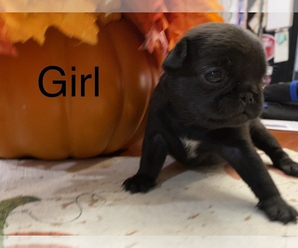 Full screen Photo #9 Pug Puppy For Sale in ELLENVILLE, NY, USA