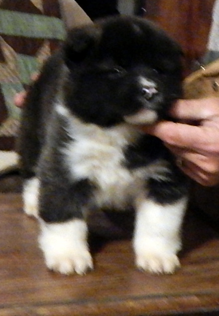 Medium Photo #1 Akita Puppy For Sale in FAYETTEVILLE, OH, USA